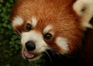 Six Legally Protected Bearcat Panda Have Been Recovered from Traffickers in Laos