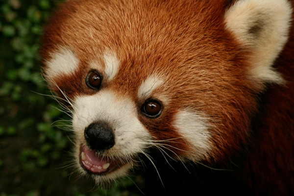 Six Legally Protected Bearcat Panda Have Been Recovered from Traffickers in Laos