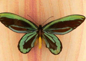 Butterflies and moths lived along with dinosaurs 200 million years ago