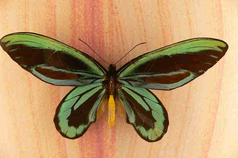 Butterflies and moths lived along with dinosaurs 200 million years ago