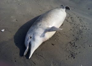 Hundreds of Dolphins Are Washing Up on a Beach Close to Rio