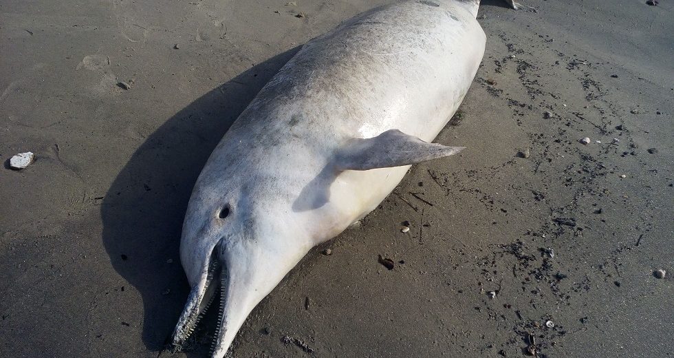 Hundreds of Dolphins Are Washing Up on a Beach Close to Rio