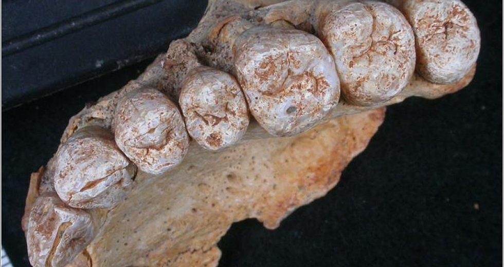 Scientists Discovered A Human Fossil Of Almost 200,000 years old – Human History Might Be Rewritten!
