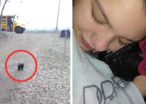 Frog The Rooster Waits For The School Bus Every Day To Welcome His ‘Sister’