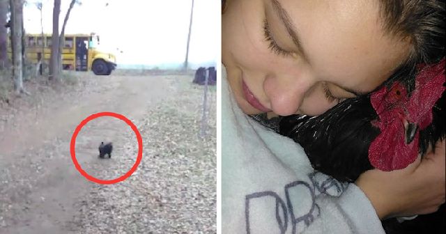 Frog The Rooster Waits For The School Bus Every Day To Welcome His ‘Sister’