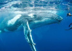 Giant Humpback Whale Saved Biologist From Shark Attack