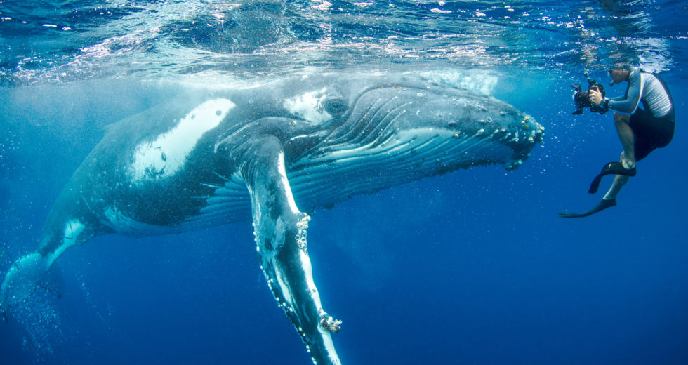Giant Humpback Whale Saved Biologist From Shark Attack