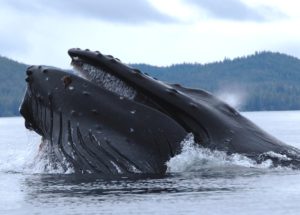 Pair of Humpback Whales Protect Marine Biologist from Tiger Shark