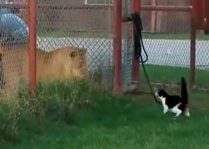 Kitten Challenges Lion And You Won’t Believe His Reaction