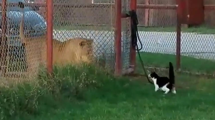Kitten Challenges Lion And You Won’t Believe His Reaction