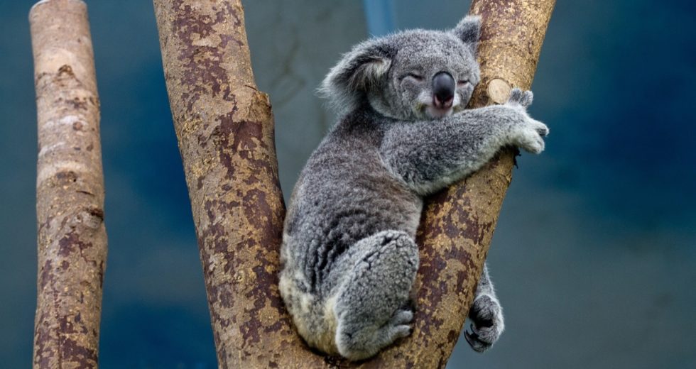 Australians Enraged Over Koala Screwed to Wooden Post