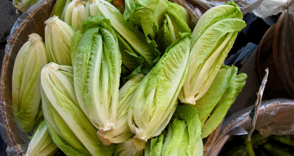 Romain Lettuce Could Be Cause of E.Coli Infection Outbreak in the US and Canada