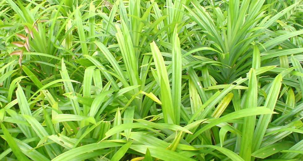 7 Great Health Benefits of Pandan Leaves