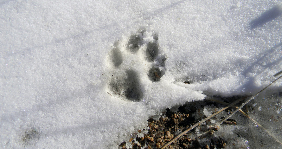 Dog Owners Charged With Animal Cruelty After Letting Dog Freeze to Death