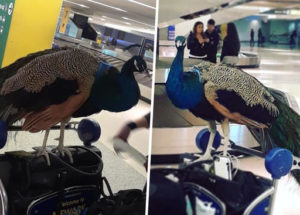 United Airlines Refused A Woman To Travel With Her Emotional Support Peacock