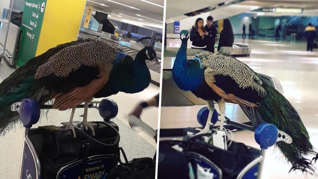 United Airlines Refused A Woman To Travel With Her Emotional Support Peacock