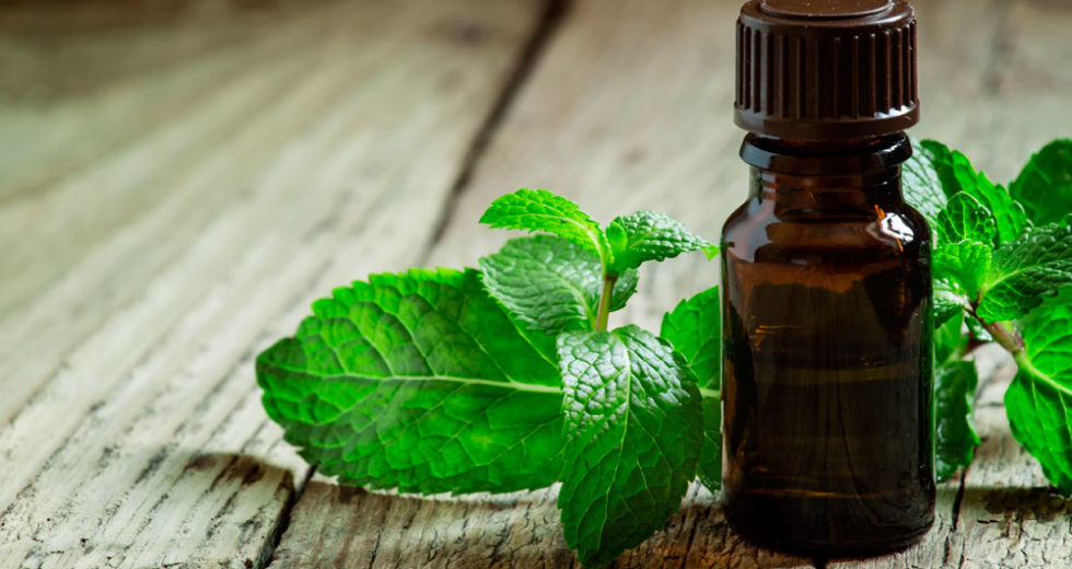 Peppermint Decreases Appetite And Is Ideal For Losing Weight, Study Says