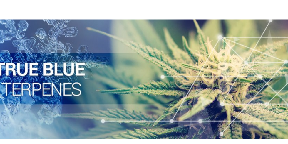 Vaping and Terpenes – The Future of Flavors