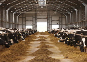 A New Research On Global Animal Compound Feed Market Has Been Published