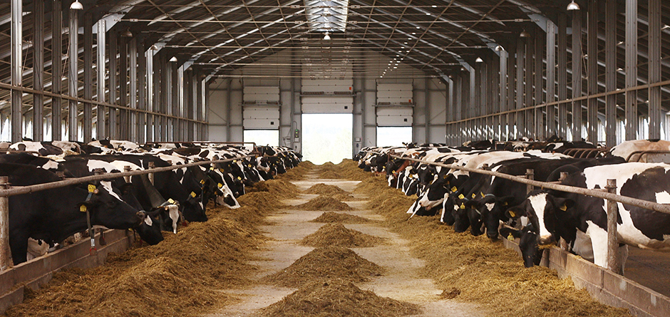 A New Research On Global Animal Compound Feed Market Has Been Published