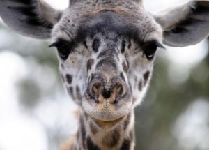 Baby Giraffe Born at Peoria Zoo, Illinois, As Tall As Average White Male In US