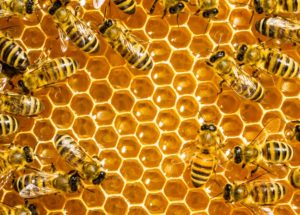 In Iowa, Two Boys Have Been Arrested For Killing Honeybees