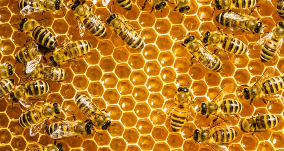 In Iowa, Two Boys Have Been Arrested For Killing Honeybees