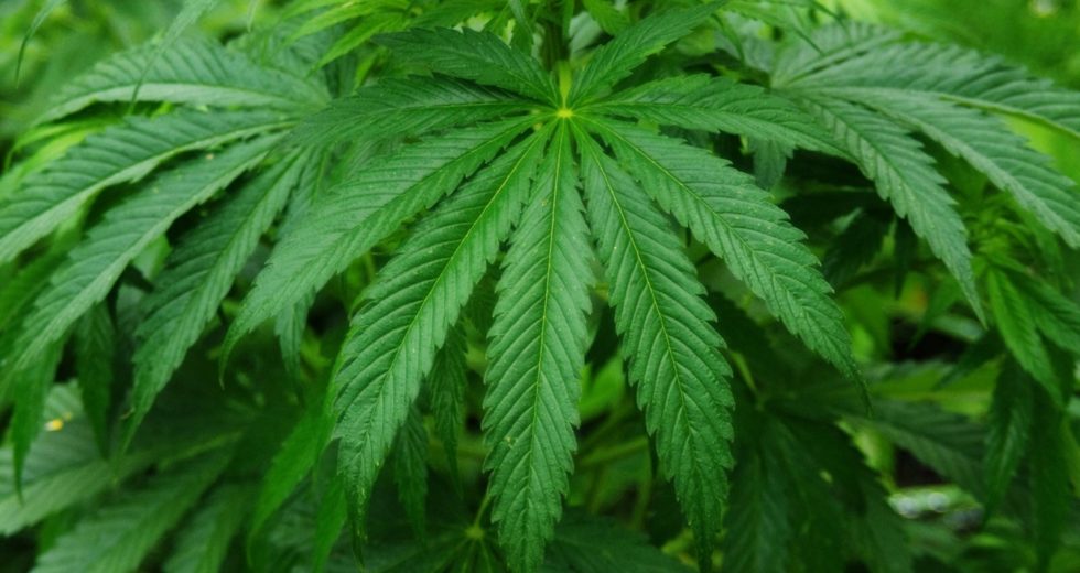 Attorney General Jeff Sessions Makes It Crystal Clear that Marijuana is Federally Illegal