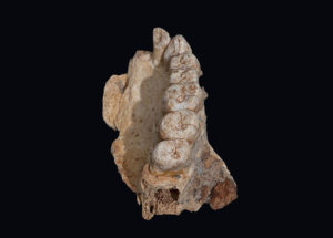 Jawbone Fossil Of 200,000 Years Old Found In Israel