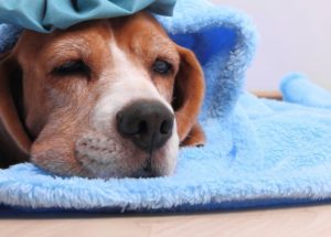What Are The Symptoms of Dog Flu?