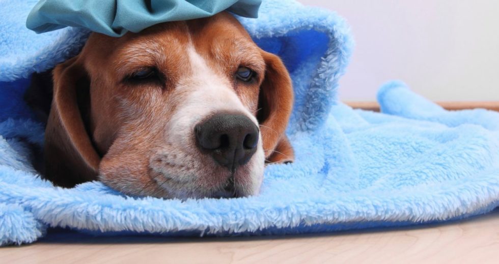 What Are The Symptoms of Dog Flu?
