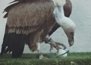 A Wildlife Sanctuary’s Staff Members Were Flabbergasted As What They’ve Thought To Be A Male Vulture Was Found Laying An Egg