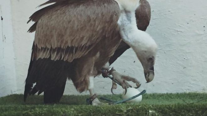 A Wildlife Sanctuary’s Staff Members Were Flabbergasted As What They’ve Thought To Be A Male Vulture Was Found Laying An Egg
