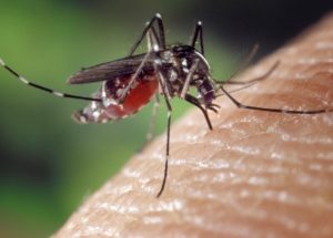 Mosquitoes Remember Threats And Avoid Them In Future