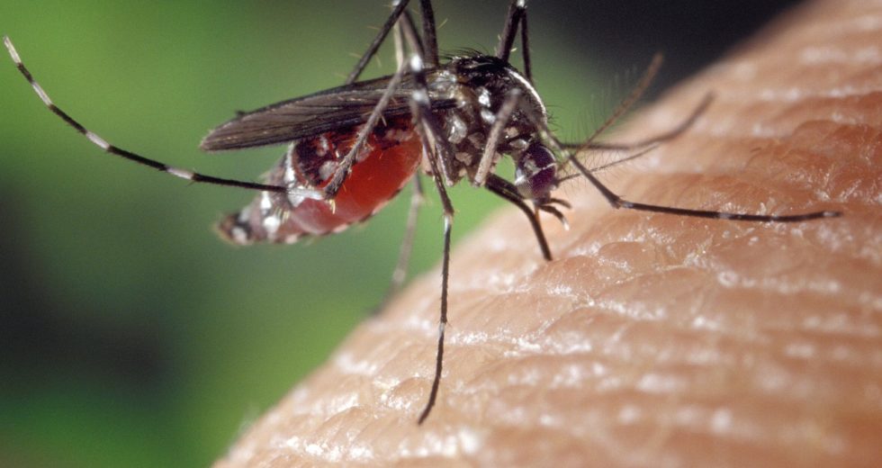 Mosquitoes Remember Threats And Avoid Them In Future