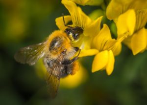 Honeybees Hives Don’t Help The Environment