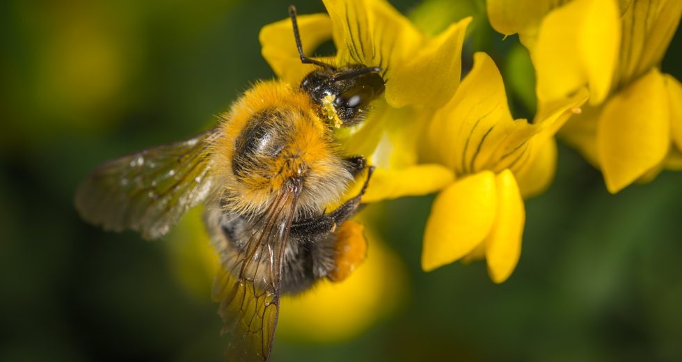 Honeybees Hives Don’t Help The Environment