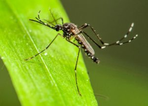 A Sterility Bug Will Be Used To Kill Mosquitoes Population In Miami