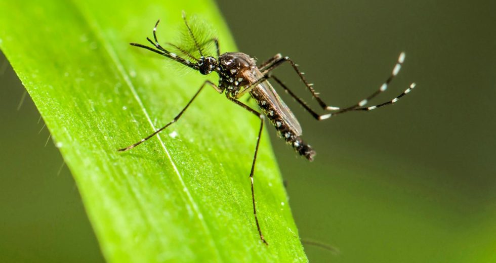 A Sterility Bug Will Be Used To Kill Mosquitoes Population In Miami