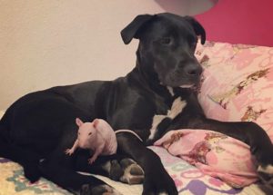 A True Animal Friendship – A Dog Visits His Rat Friend’s Grave