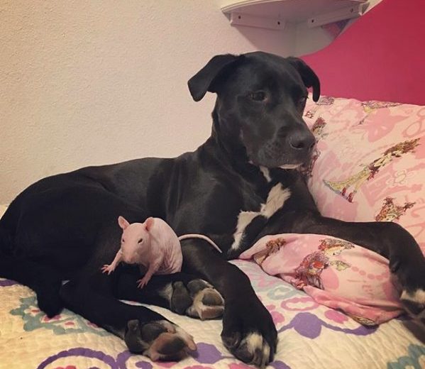 A True Animal Friendship – A Dog Visits His Rat Friend’s Grave