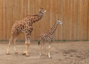 The Youngest Giraffe at the Abilene Zoo Receives a Name