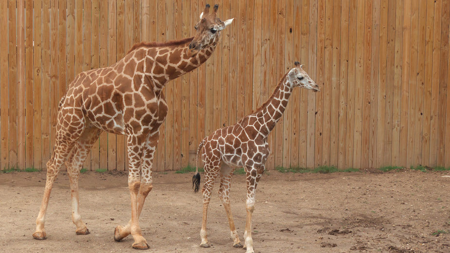 The Youngest Giraffe at the Abilene Zoo Receives a Name