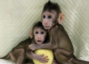 Chinese Created The First Monkey Clones
