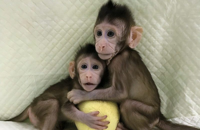 Chinese Created The First Monkey Clones