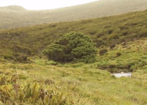 A Lonely Tree Offered Scientists The Evidence On How The Anthropocene Epoch Began