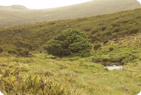A Lonely Tree Offered Scientists The Evidence On How The Anthropocene Epoch Began