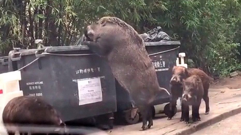 A Giant Wild Boar Was Filmed While It Was Searching For Food In A Dumpster