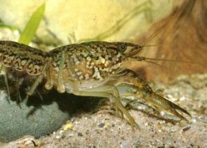 A Mutant Crayfish Is Cloning Itself