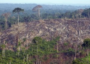 The Amazon Rainforest Is Heading Towards A Critical Point